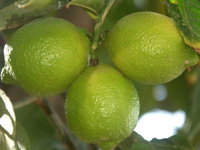 Citrus bearss seedless lime 